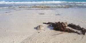beach-4717768_640 beach-4717768_640