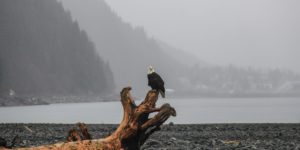 drift-wood-on-seashore-2150901 drift-wood-on-seashore-2150901