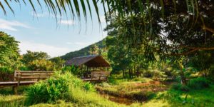 hawaii-hut-nature-paradise-7310 hawaii-hut-nature-paradise-7310