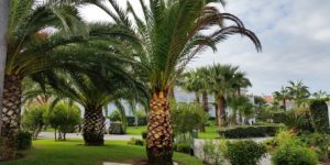 palm-trees-2865223_640 palm-trees-2865223_640