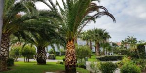 palm-trees-2865223_640