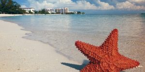 starfish-1122849_640 starfish-1122849_640
